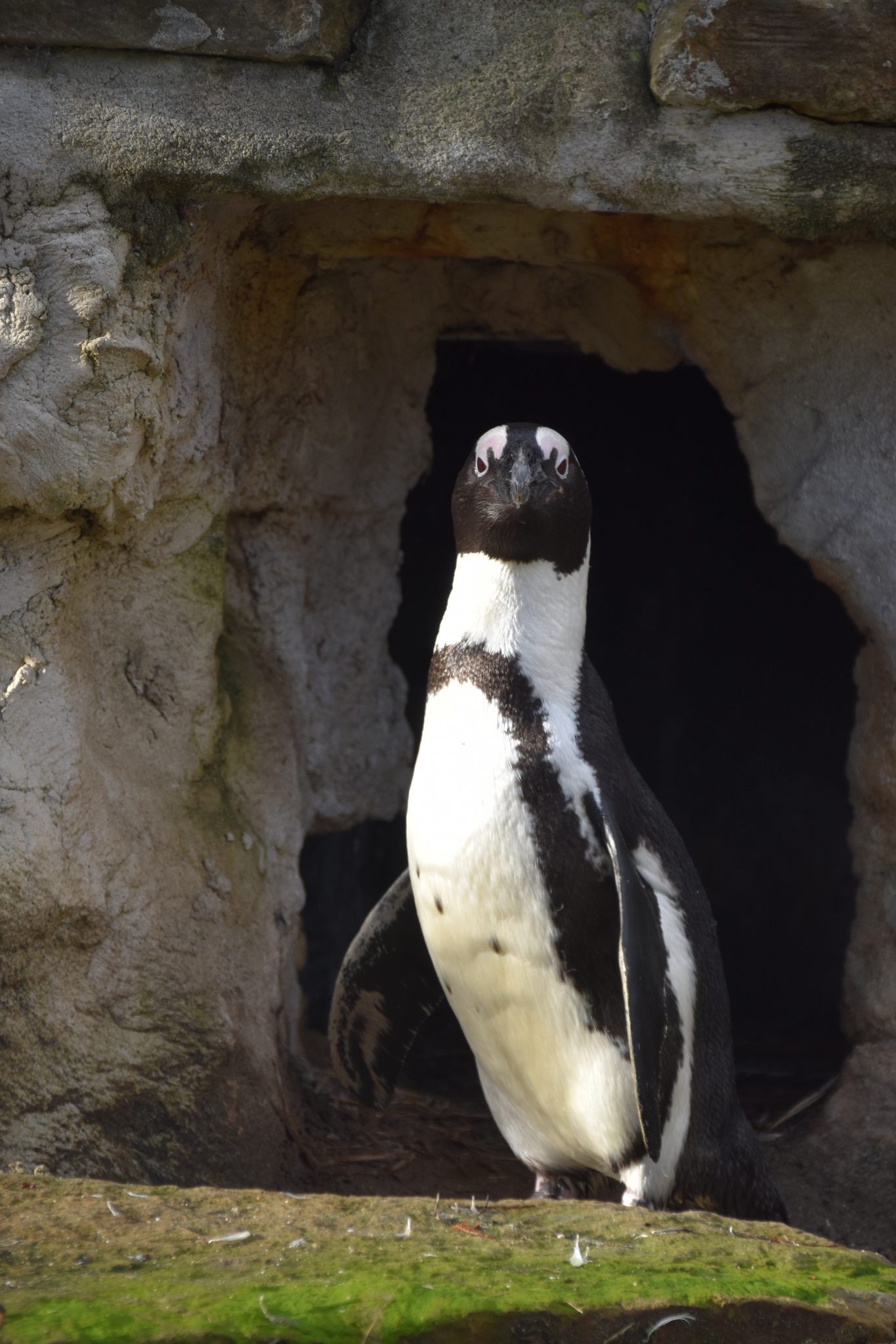 Pinguïns | DierenWiki | Vogels | Pinguïns