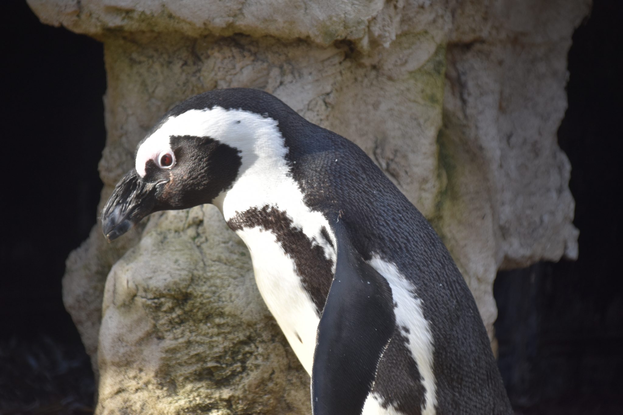 Pinguïns | DierenWiki | Vogels | Pinguïns