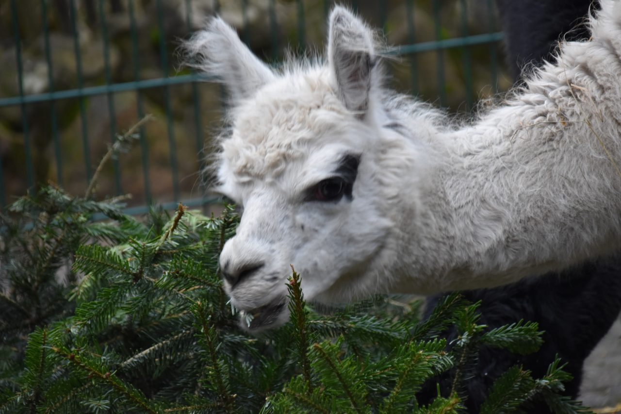 Alpaca eten