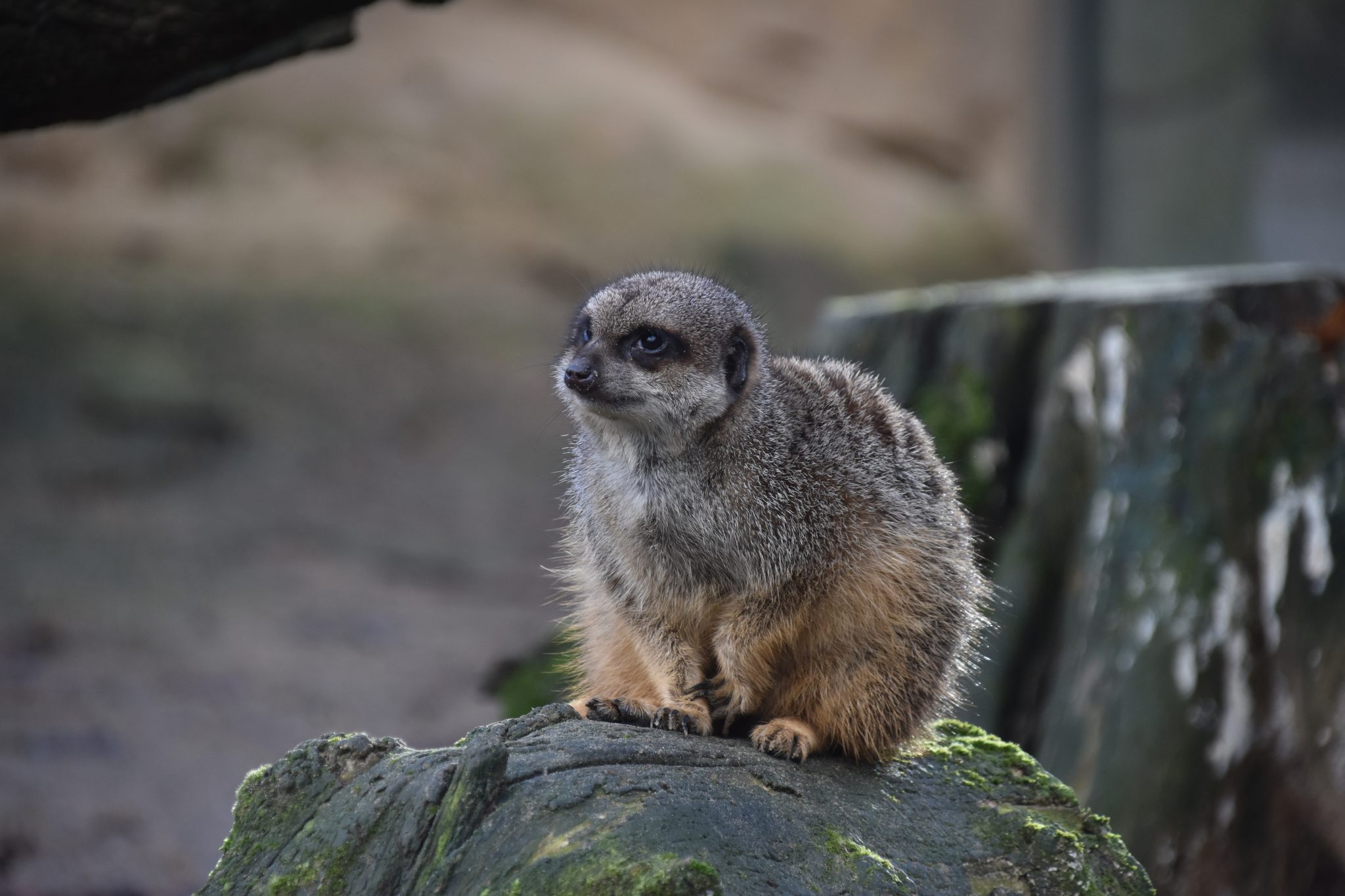 Stokstaartje DierenWiki Zoogdieren Mangoesten Stokstaartje