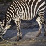 Zebra grantzebra