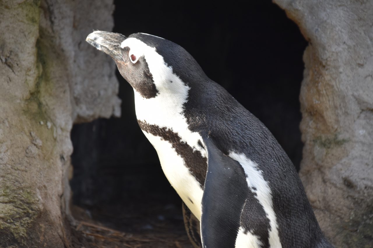 Pinguïns h