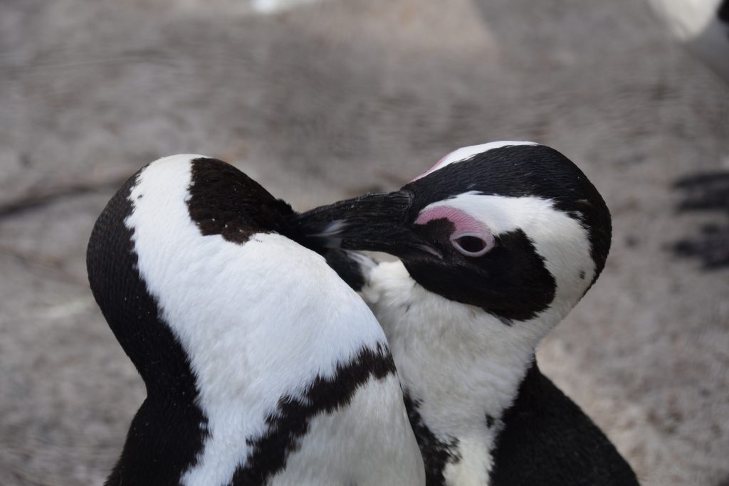Pinguïns pinguins