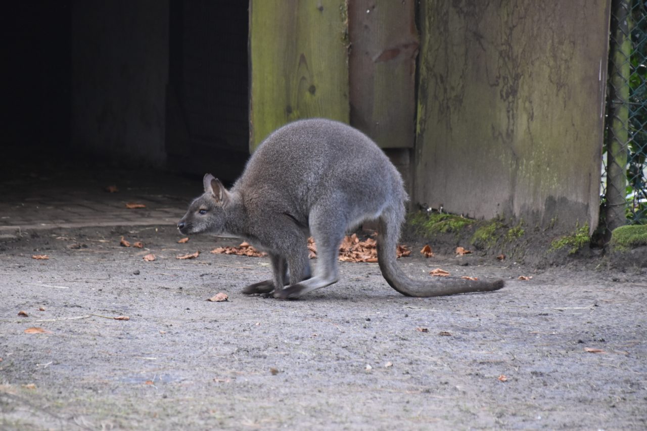 Buideldieren roodnekwallaby
