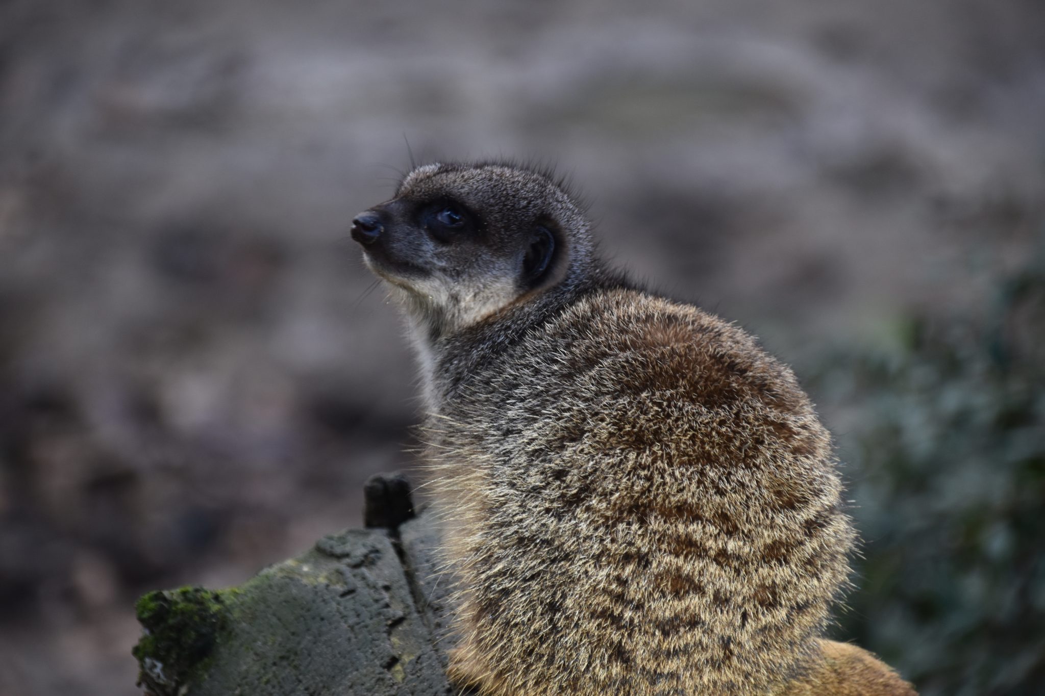 Stokstaartje | DierenWiki | Zoogdieren > Mangoesten > Stokstaartje