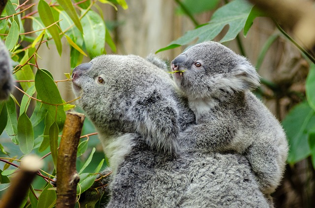 koala zoogdier