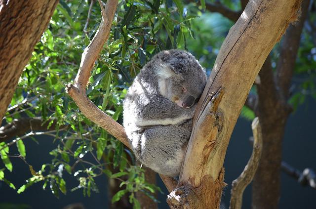 koala slapen