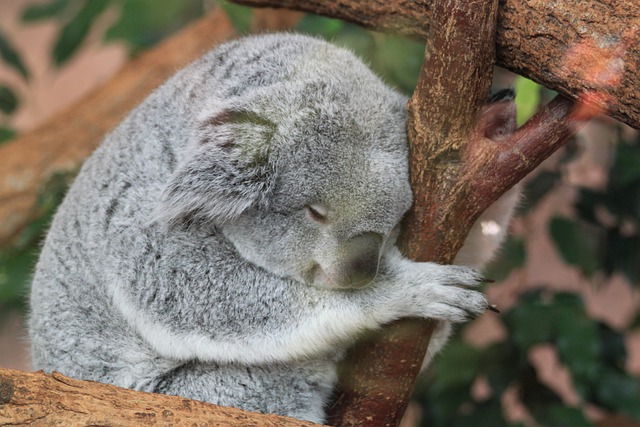 koala buidel