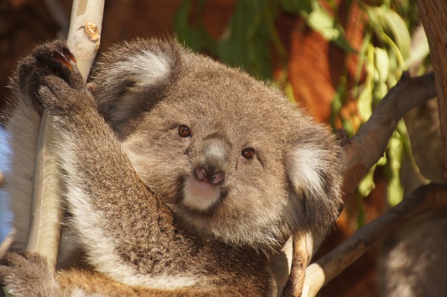 koala soorten