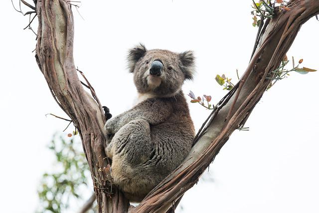 koala leefwijze