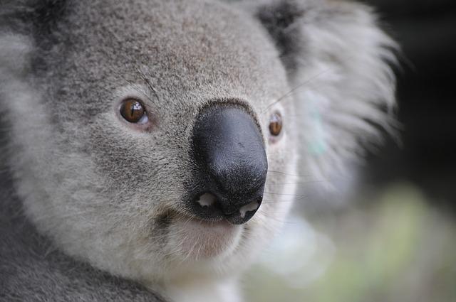 koala karakter