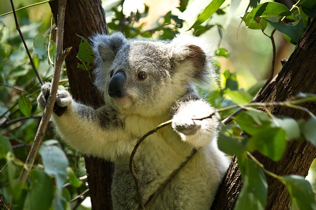 koala dierentuin