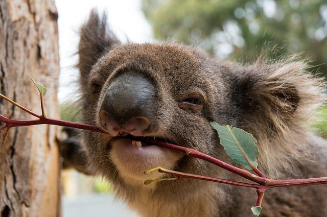 koala voedsel