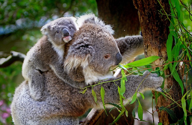 koala met jong